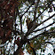 Olivaceous Piculet