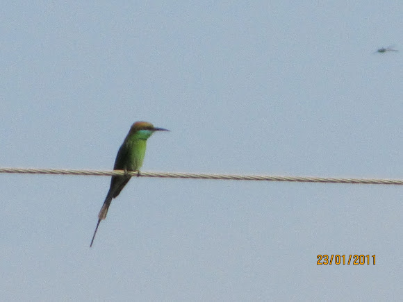 Spotting Image 1