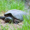 Common Snapping Turtle (Female)