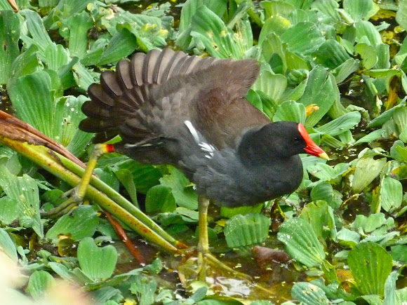 Spotting Image 1