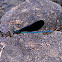 Ebony Jewelwing