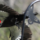 Pileated Woodpecker