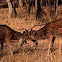 Spotted Deer 