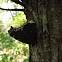 Mourning Cloak