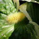 Virginian Tiger Moth