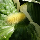 Virginian Tiger Moth