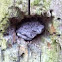 Gray tree frog