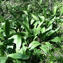 Ramp/Wild Leek