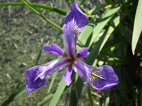 Spotting Image 1
