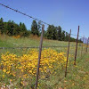 Barbed Daisies