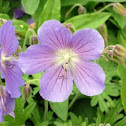 Meadow Cranesbill