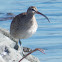 Whimbrel
