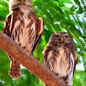 Ferruginous Pygmy Owl