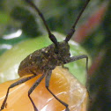 White spotted saywer beetle