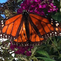 monarch butterfly
