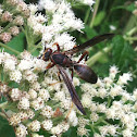 Paper wasp