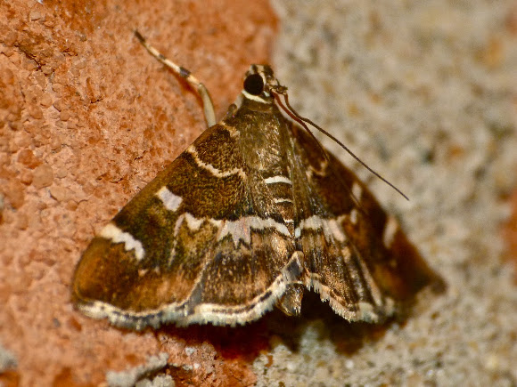 Spotting Image 1