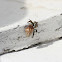 Hermit Crab