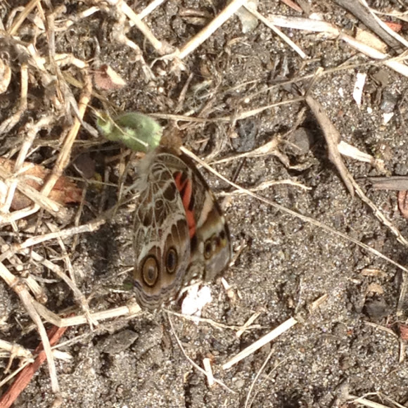 Spotting Image 1