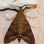 Nephele Hawk Moth