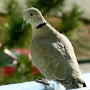The Eurasian Collared Dove
