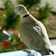 The Eurasian Collared Dove