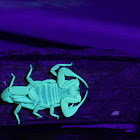 Striped Bark Scorpion