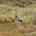 Purple heron