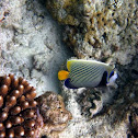 Emperor Angelfish