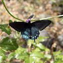 Pipevine Swallowtail
