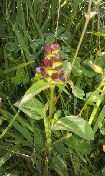 Spotting Image 1
