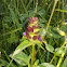 Selfheal