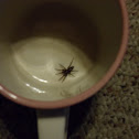 Eastern Parson Spider
