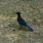 Steller's Jay