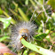 Edward's Wasp Moth