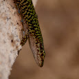 Wildlife of Corsica and Sardinia