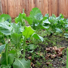 Mixed Greens ( With Collard Greens, Mustard Greens, Russian Red Kale, Chard Toscano)