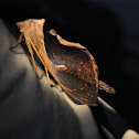 Prominent Moth