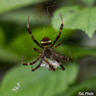 St. Andrew's Cross Spider