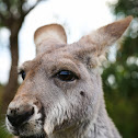 red kangaroo
