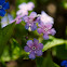 Blue-eyed Mary