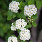 Bridalwreath Spirea