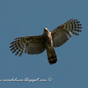 Milano cabeza gris (Gray-headed kite)