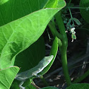Carolina Anole
