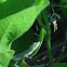 Carolina Anole