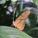 Julia Butterfly