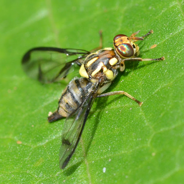melon fruit fly Project Noah