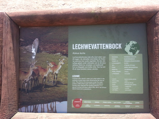 Lechwevattenbock