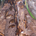 Central American Forest Cockroach
