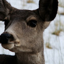 Mule Deer
